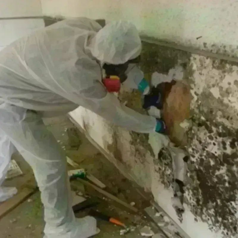 Mold Remediation and Removal in Polkton, NC